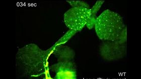 美國威斯康辛大學（University of Wisconsin）一項最新研究發現，植物也有痛覺。（圖／翻攝自YouTube－UW-Madison Campus Connection頻道）