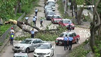 路樹全被山竹吹起！香港街道如障礙賽