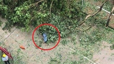 山竹狂虐香港　男遭大樹狠壓不幸身亡