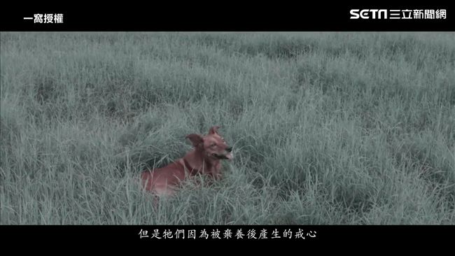 被狗攻擊決定飼養　他體悟尊重生命