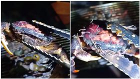 螃蟹,中秋節,烤肉,寄生蟲（圖／翻攝自爆笑公社）