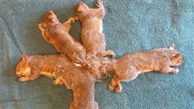 五條尾巴「打死結」小松鼠被築巢樹枝綁作伙　獸醫細心鬆綁（圖／翻攝自Wildlife Rehabilitation Center at Wisconsin Humane Society臉書）