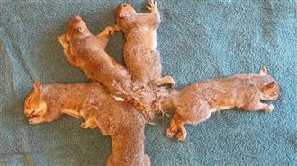 5隻松鼠尾巴打死結　獸醫細心幫鬆綁