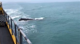 航行東琉線遇巨鯨！船邊悠游萌露頭