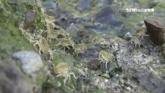 上萬隻蟹寶寶回溯岸上　難得景象曝光