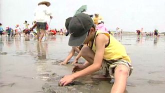 高美濕地可體驗挖蛤蜊　但禁遊客帶走