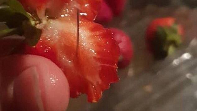 澳草莓藏針蔓延　寵物狗誤食滿口是血