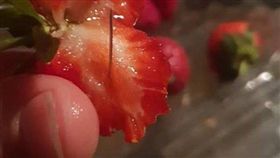 澳洲,草莓,針,法鬥,寵物狗 圖/翻攝自每日郵報
https://www.dailymail.co.uk/news/article-6179775/Who-commercial-terrorist-trying-kill-Australias-strawberry-industry.html