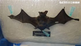 防檢局,家畜衛生試驗所,蝙蝠,東亞家蝠,台灣蝙蝠麗沙病毒,麗沙病毒