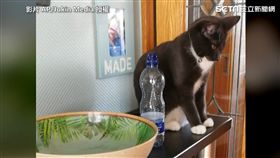 喵皇很不喜歡放在牠身旁的罐罐。