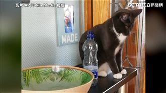 喵皇不喜歡就摔！「給朕滾下去」