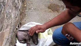 麻布袋中淒凌的尖叫聲讓人心痛　脫毛狗6個星期煥然一新（圖／翻攝自Animal Aid Unlimited臉書）