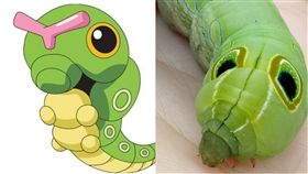 綠毛蟲,寶可夢,手遊（圖／翻攝自臉書爆廢公社）