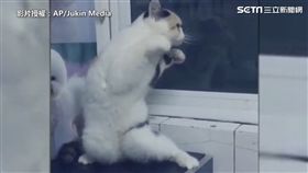 貓跳舞