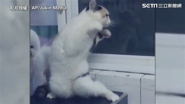 舞魂上身？貓咪熱舞萌翻天