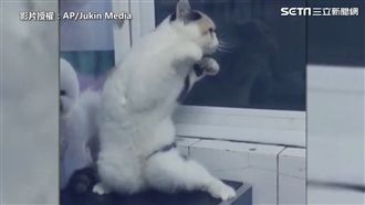 舞魂上身？貓咪熱舞萌翻天
