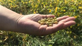 使用台灣原豆古法釀造　豆油伯原汁原味呈現