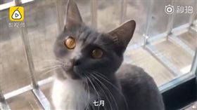 男子因女友不接電話，竟斬斷女友愛貓尾巴洩憤。（圖／翻攝梨視頻）