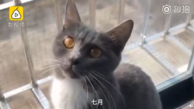 女友不接電話　男斬斷她愛貓尾巴洩憤