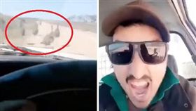 殘忍！渣男開車輾斃13頭「鴯鶓」
鴯鶓,澳洲,虐待動物
翻攝自臉書RSPCA NSW