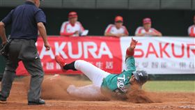 張泰山繳出猛打賞的好表現，並奮勇跑壘帶動球隊氣勢。（圖／中華棒協提供）