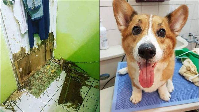 柯基化身拆門基　飼主討拍不成心冷了