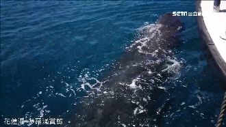 罕見！遊客賞鯨驚睹「抹香鯨咬鯊魚」