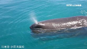 惡劣賞鯨船圍困抹香鯨　專家：很危險