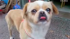 狗狗和主人分離時忍不住泛淚，網友看了心都碎了。（圖／翻攝優酷）