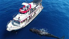 抹香鯨近距離換氣噴水　賞鯨客一身濕