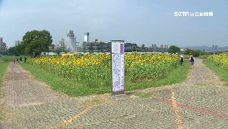 連假賞花！河濱公園向日葵花海盛開