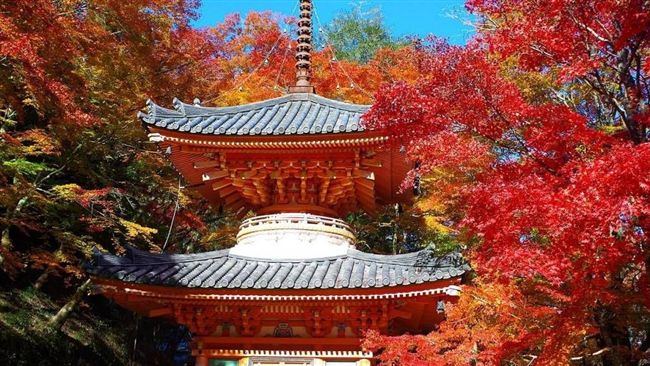 GO！今年日本賞楓必看景點TOP5