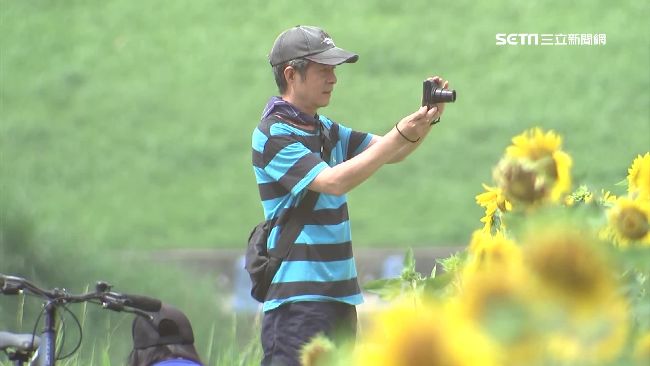 台北竟有這仙境？23萬株向日葵齊放