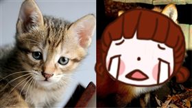 貓,狐狸,殺害,肢解,英國,倫敦,動保,變態,人為,罪證 圖／翻攝自Pixabay　https://goo.gl/YNvEMH