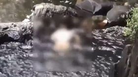 泰國知名旅遊景點「象牙瀑布」驚見女屍！一名28歲大陸遊客下半身全裸，陳屍在瀑布低窪處，而她的皮包被丟在附近的垃圾桶內。（圖／翻攝自梨視頻）