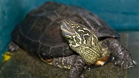 中華草龜,烏龜（圖／翻攝自維基百科）