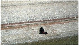 見熊獵殺同類來吃　原住民：心裡發寒
過度開發,野生動物,黑熊
https://www.cbc.ca/news/canada/british-columbia/bear-eats-bear-central-bc-1.4833151