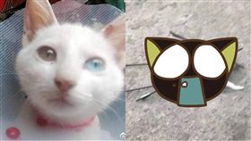 異眼瞳,貓,弓箭,射殺,大學生,慘死,新生,垃圾桶,殺害,動物,白貓　圖／翻攝自微博　