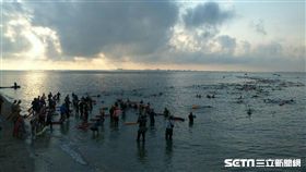 ▲泳渡澎湖灣5公里泳渡組出發。（圖／記者林辰彥攝影）