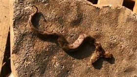 美國維吉尼亞州出現「雙頭蛇」！一名居民日前在家中後院時，發現一條雙頭的銅頭蝮蛇。不少網友看到後，紛紛好奇「雙頭蛇會用哪個頭進食和攻擊？」對此，野生動物中心表示，兩個頭都可以進食和攻擊。（圖／翻攝自《JD Kleopfer》臉書）
‏
