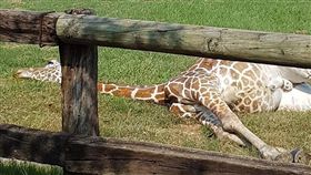 頑皮世界長頸鹿　圖／爆料公社