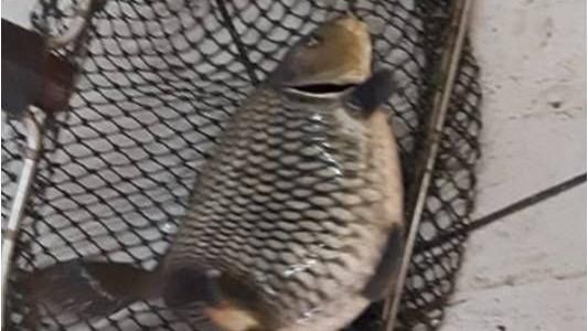 兒釣蝦場釣出鯉魚　母傻眼：蝦蝦咧？