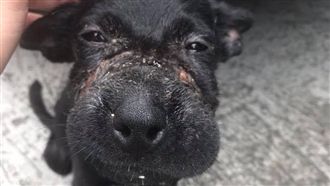 幼犬受虐遭膠帶捆嘴　猛搖尾令人心疼