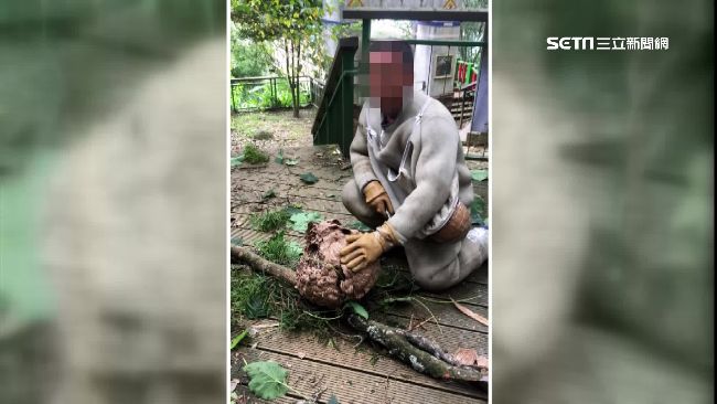 琉璃光之橋虎頭蜂螫人　蜂窩如籃球大
