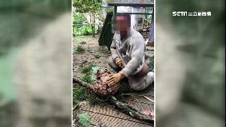 琉璃光之橋虎頭蜂螫人　蜂窩如籃球大