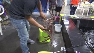 高價海鮮吸客　帝王蟹、龍蝦等你釣！