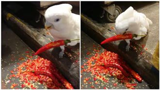 鸚鵡低頭狂嗑辣椒　網驚：四川來的？