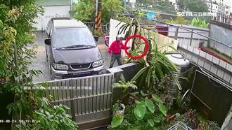 火龍果農偷火龍果：別人種的比較好吃