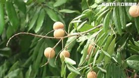 龍眼樹、龍眼／資料照