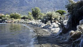希臘西部小鎮艾托利科（Aitoliko）出現大量蜘蛛絲奇景（圖／美聯社／達志影像）